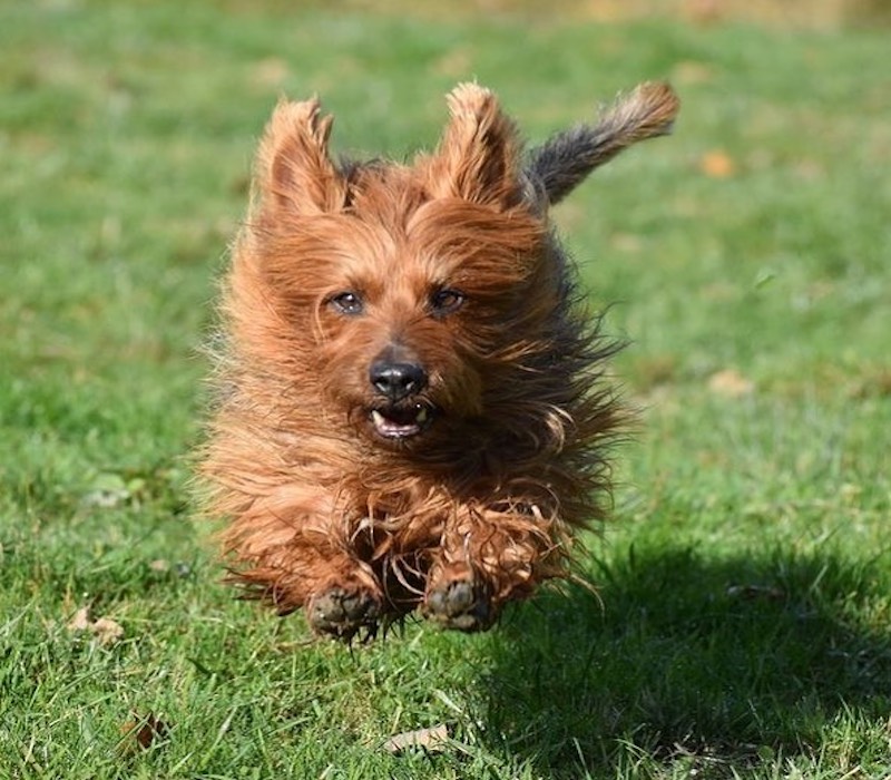 terrier australiano scorrazza felice