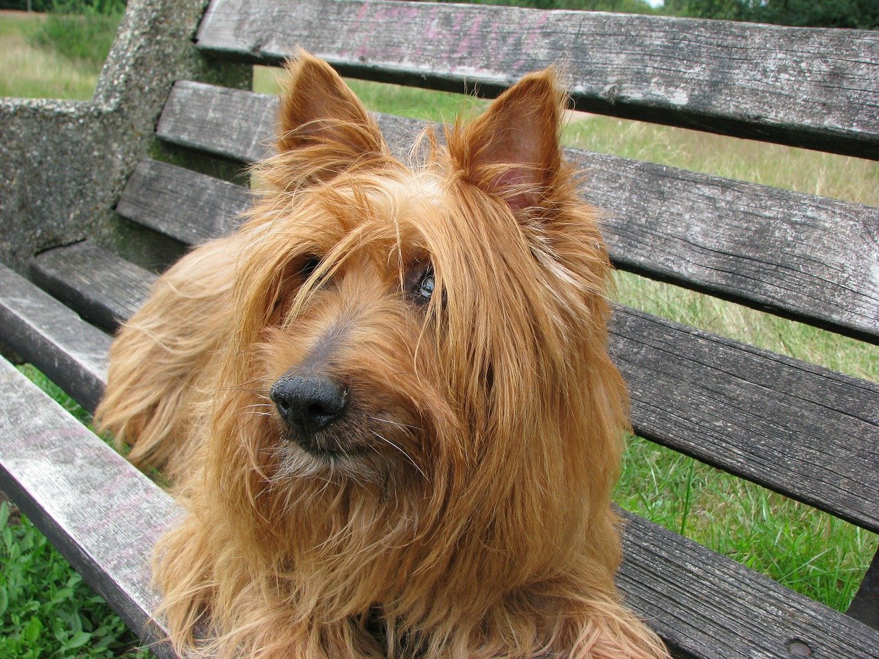 Australian Terrier, carattere: tutto sul temperamento e sull’indole di questo cane