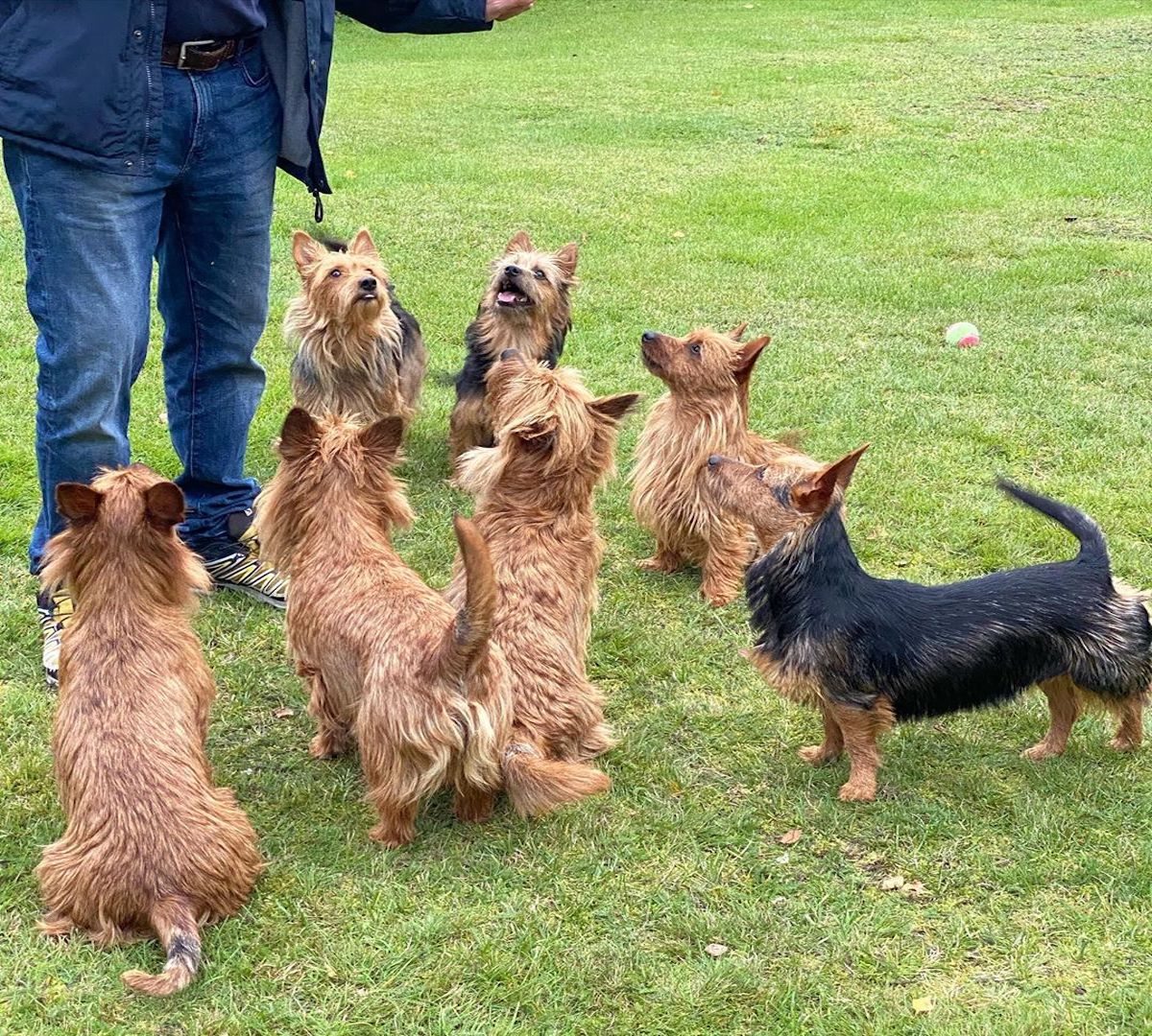 gruppo australian terrier