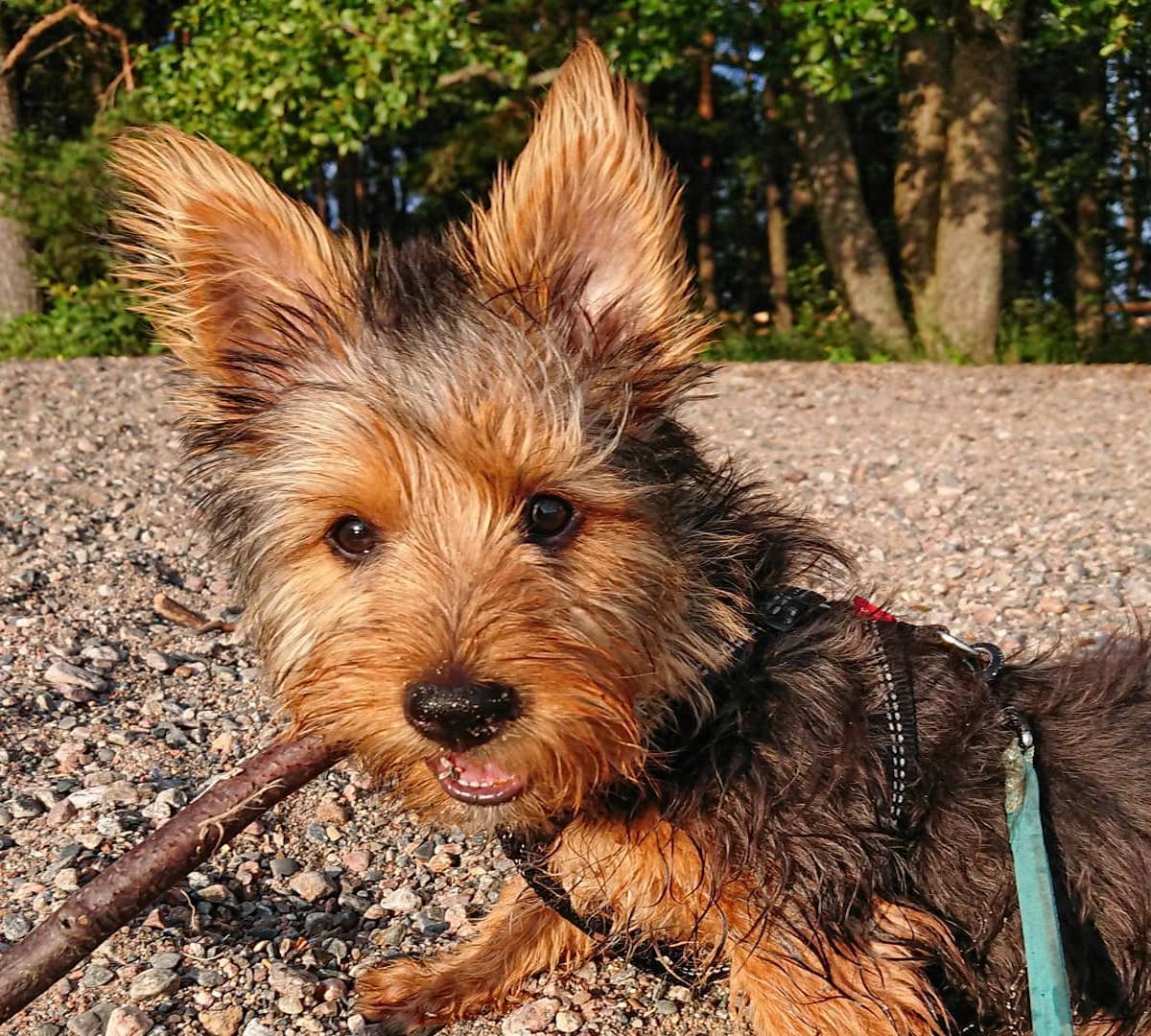 australian terrier divertito