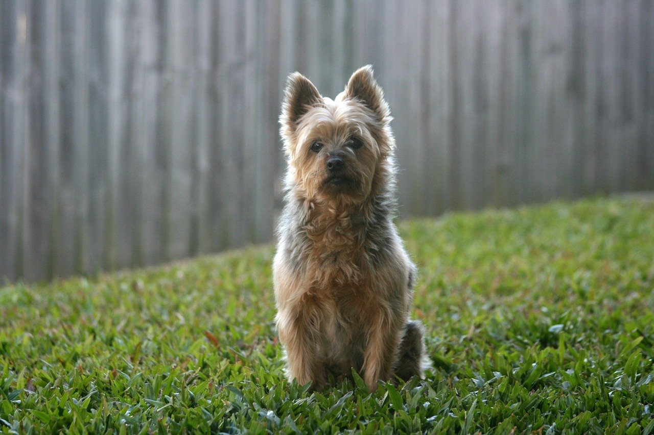 australian terrier occhi teneri