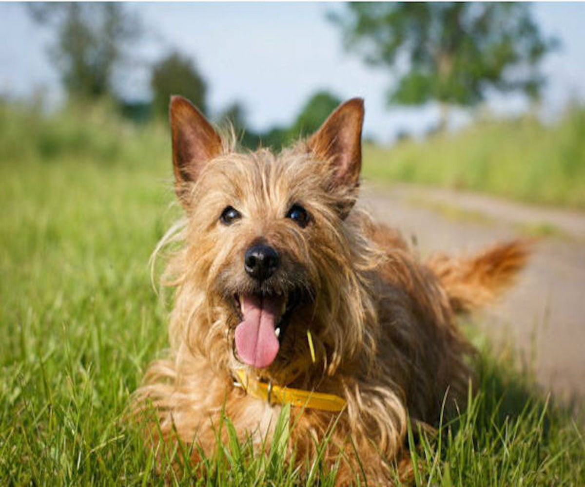 Australian Terrier, storia: le origini e l’evoluzione di questa razza