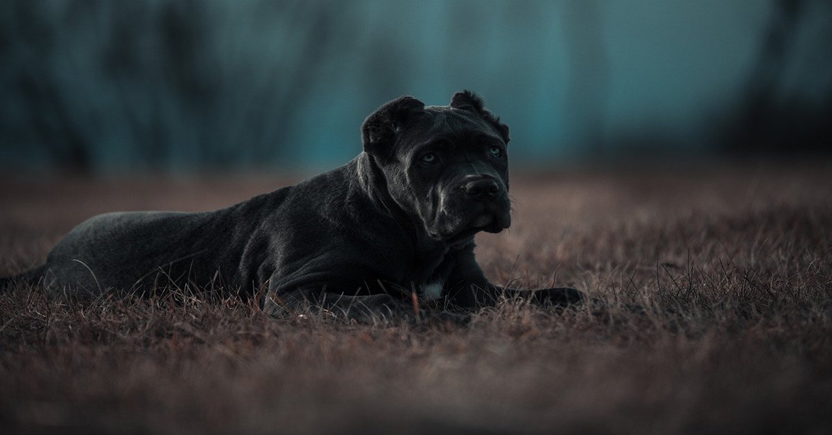 Come avvicinarsi a un bandog e conquistare la sua fiducia, senza disastri