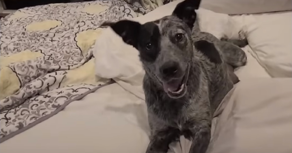Bailey, la cagnolina timida diventa madre di 9 adorabili cuccioli (VIDEO)