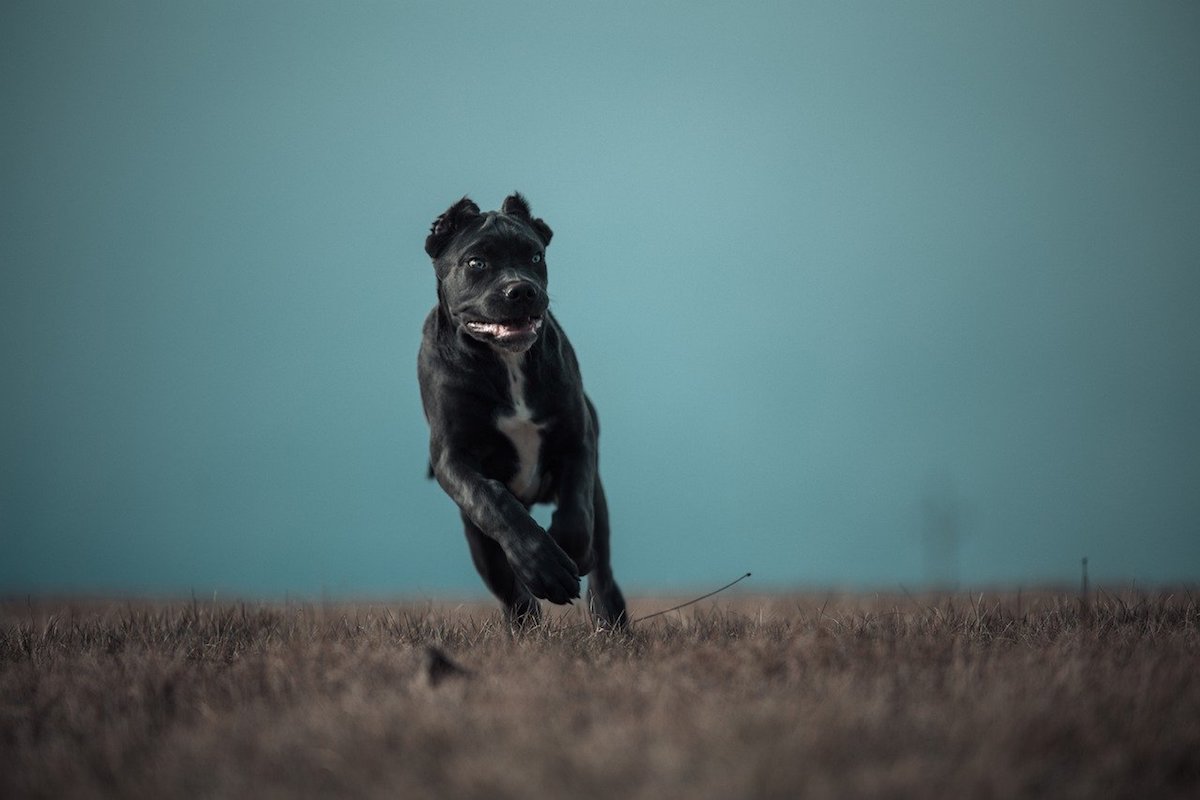 bandog corre divertito