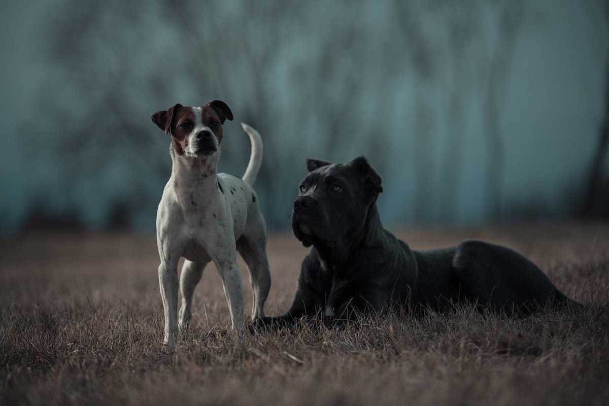 bangod e cagnolino insieme