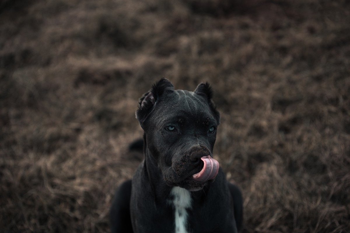 bandog gioca con la lingua