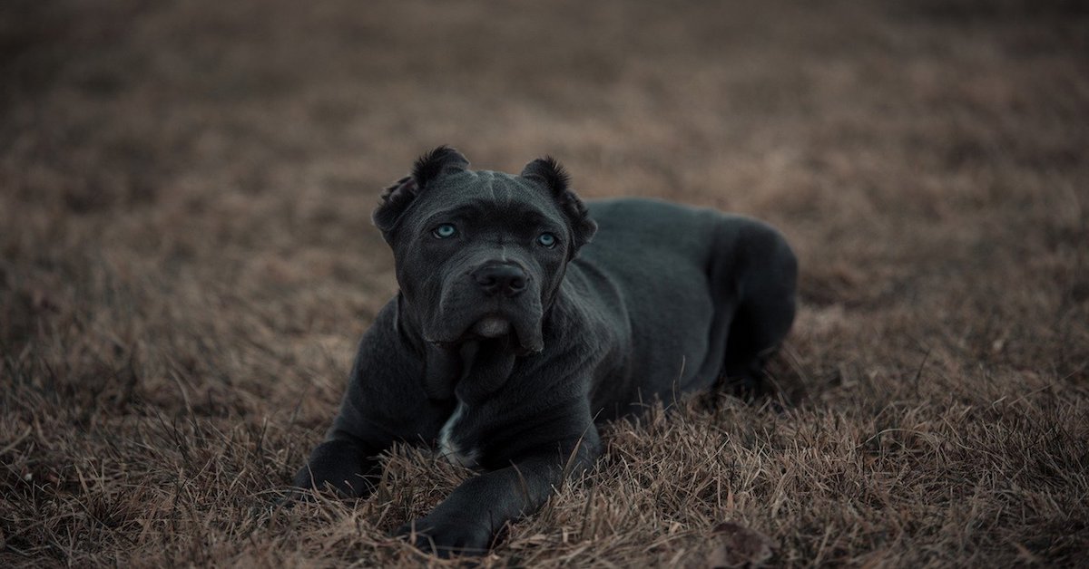 Bandog, a chi è adatto? Con chi va d’accordo e che cosa è meglio evitare