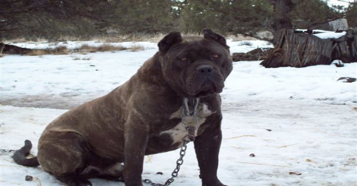 bandog cane enorme 