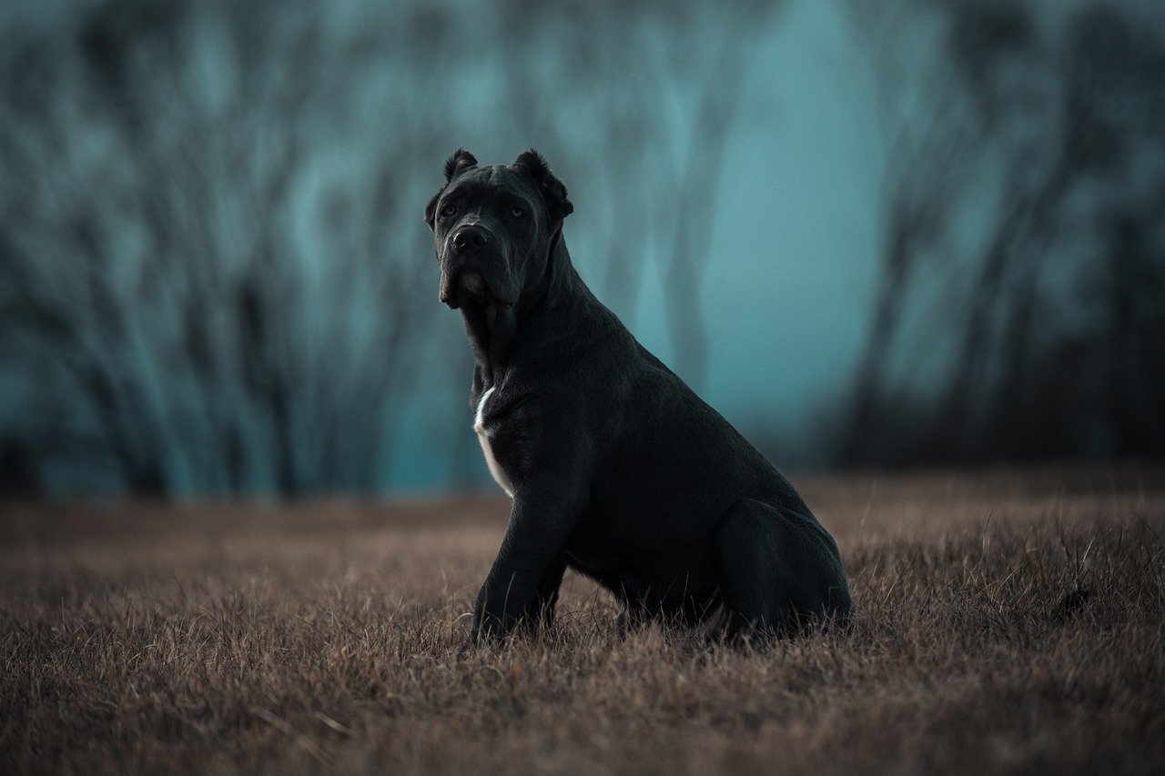 bandog curioso