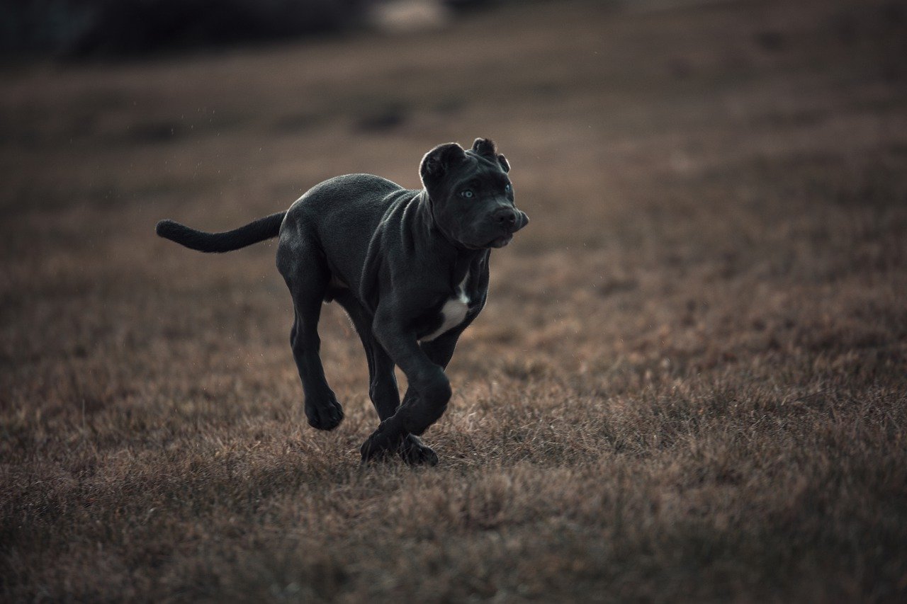 bandog corre felice