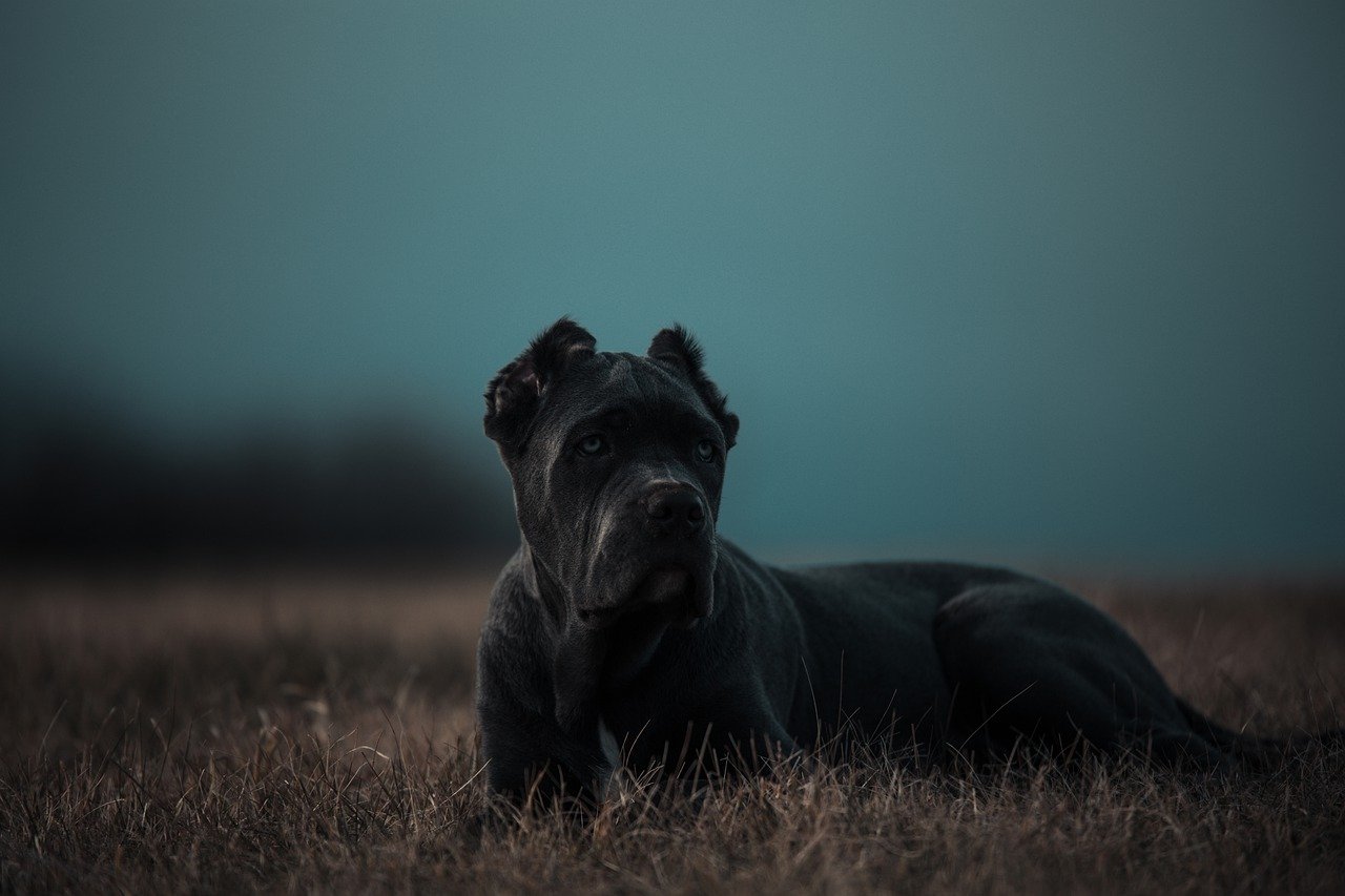 Bandog, quali razze sono state usate per creare questo cane?