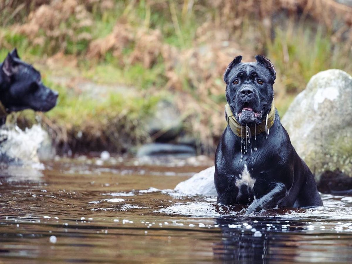 bandog piazzato 