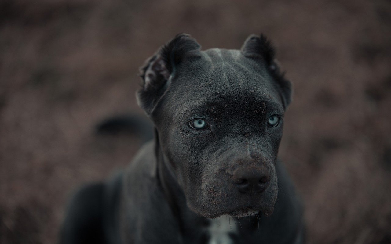 bandog occhi blu