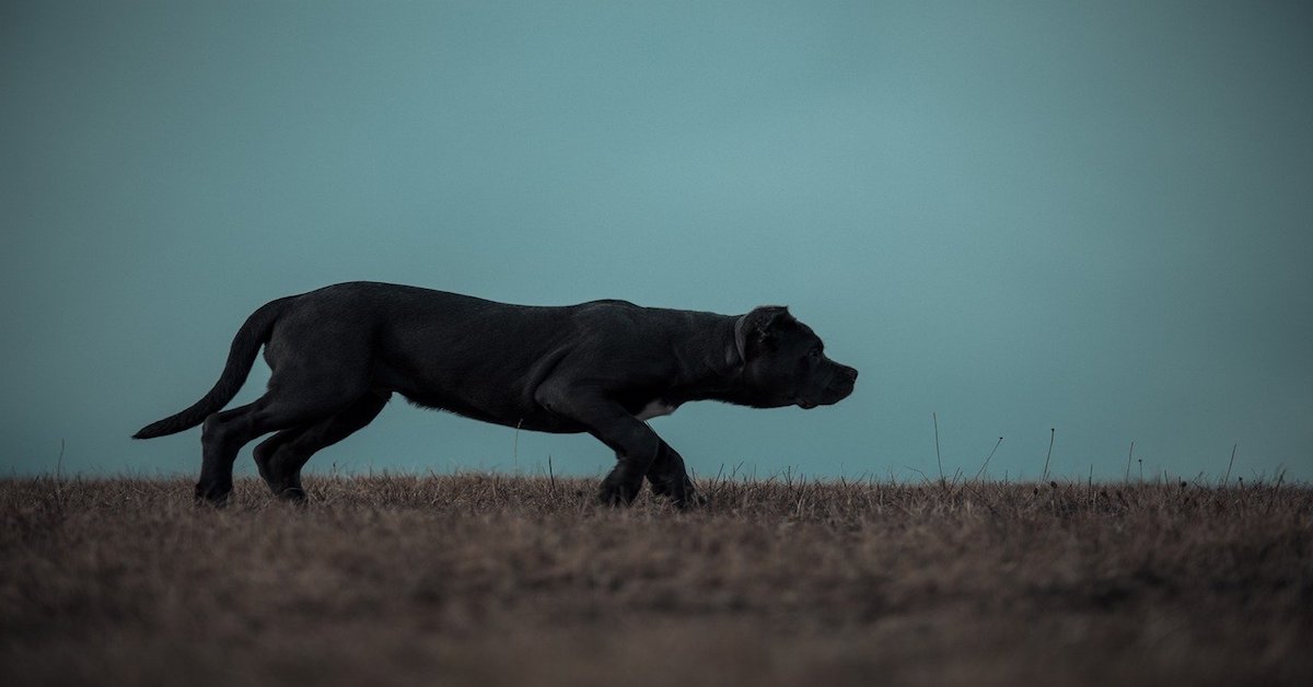 Bandog, salute e aspettative di vita: cosa sapere per crescerlo sano