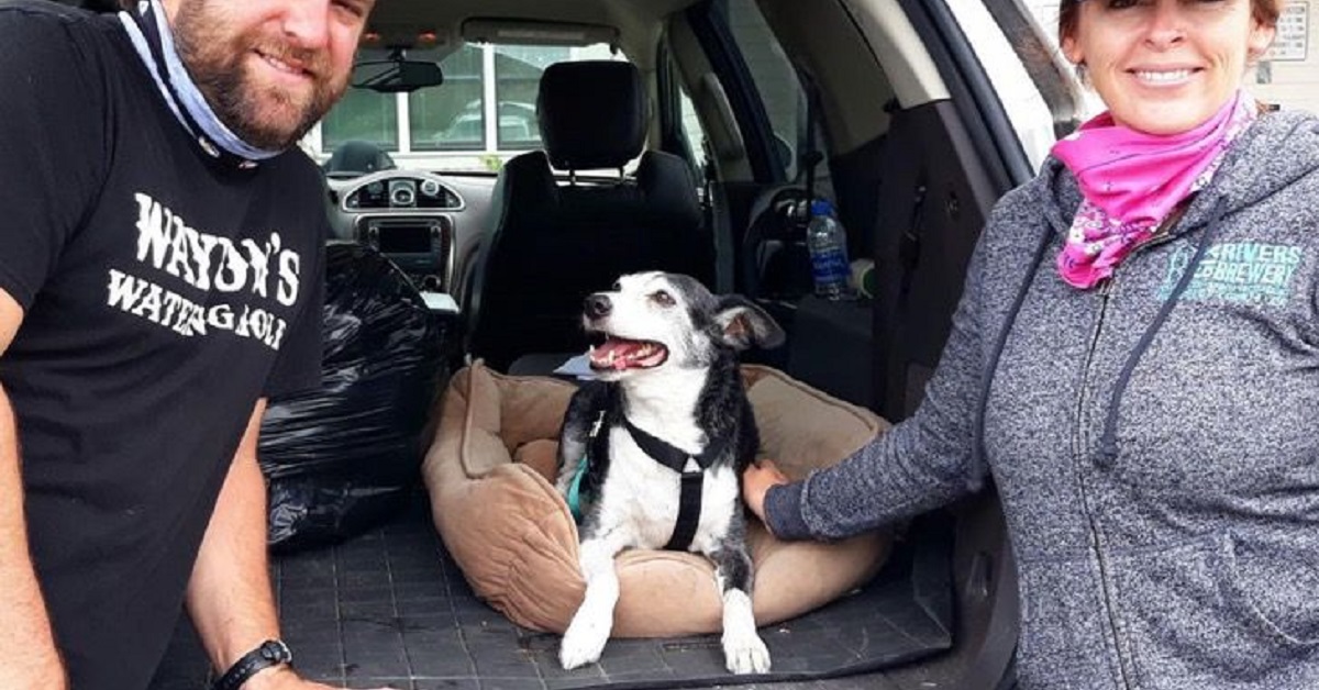 Banks, il cane rimasto chiuso in auto dopo la scomparsa del papà (FOTO)