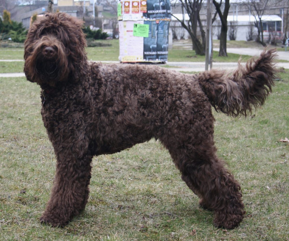 barbet pelo riccio e marroncino