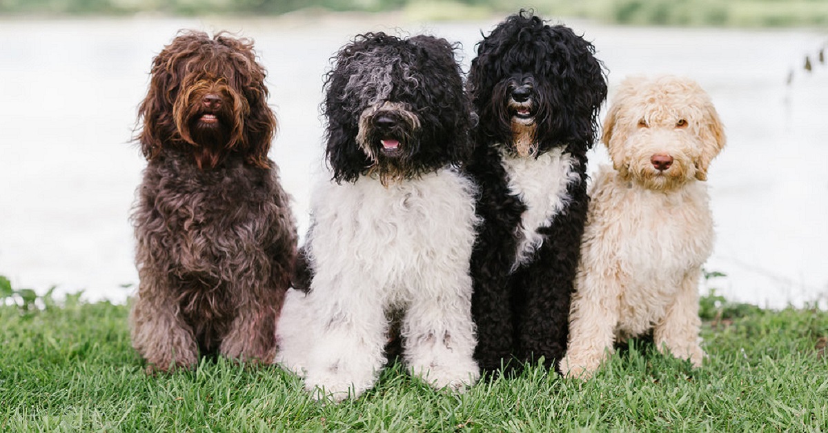 gruppo di cani pelo riccio