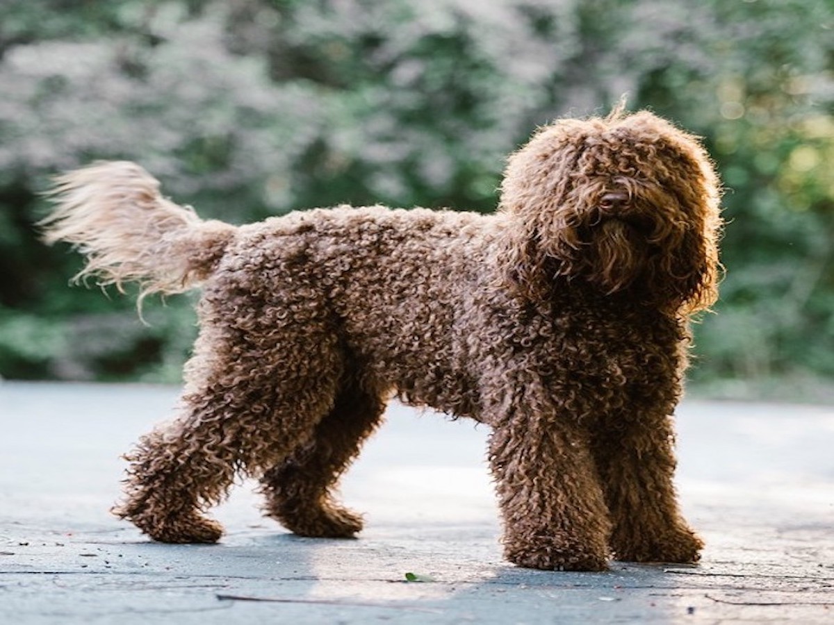 cagnolone pelo riccio