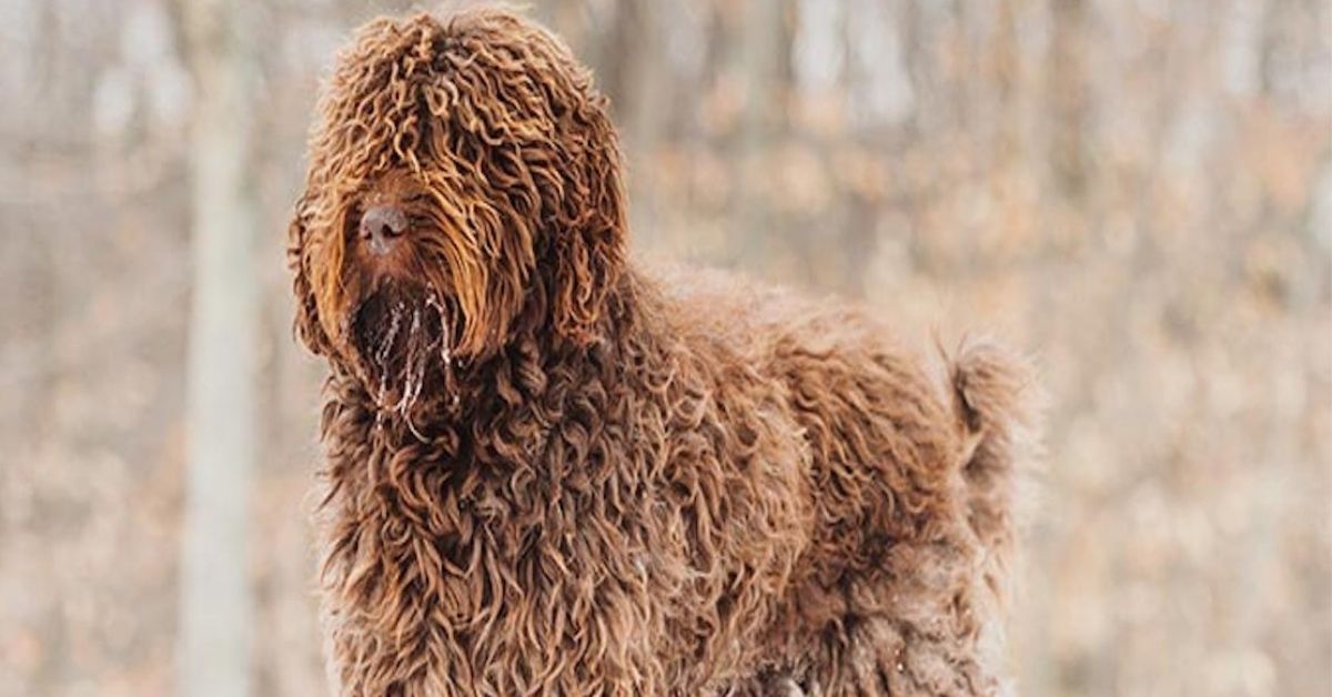 Barbet, carattere e indole di questo cane: tutto sul suo temperamento