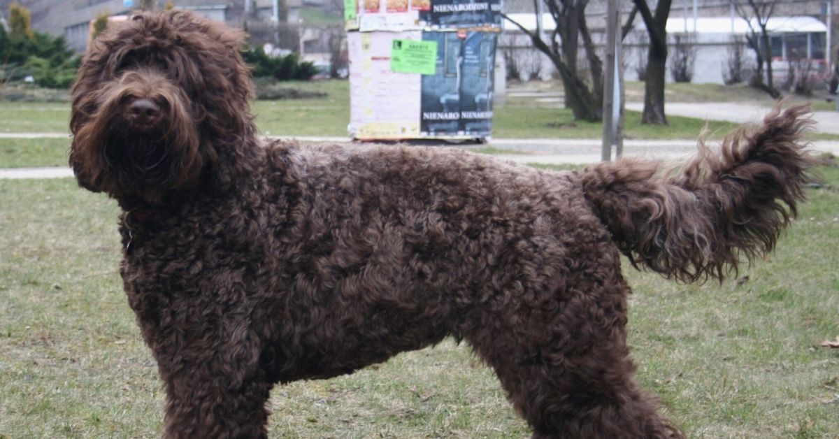 Barbet, quanto costa in media e come capire se è un cane di razza pura