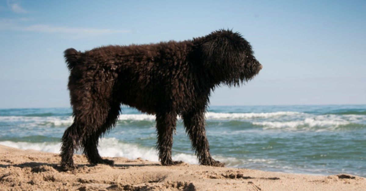 Barbet, storia e origini: tutto sulla nascita e l’evoluzione della razza