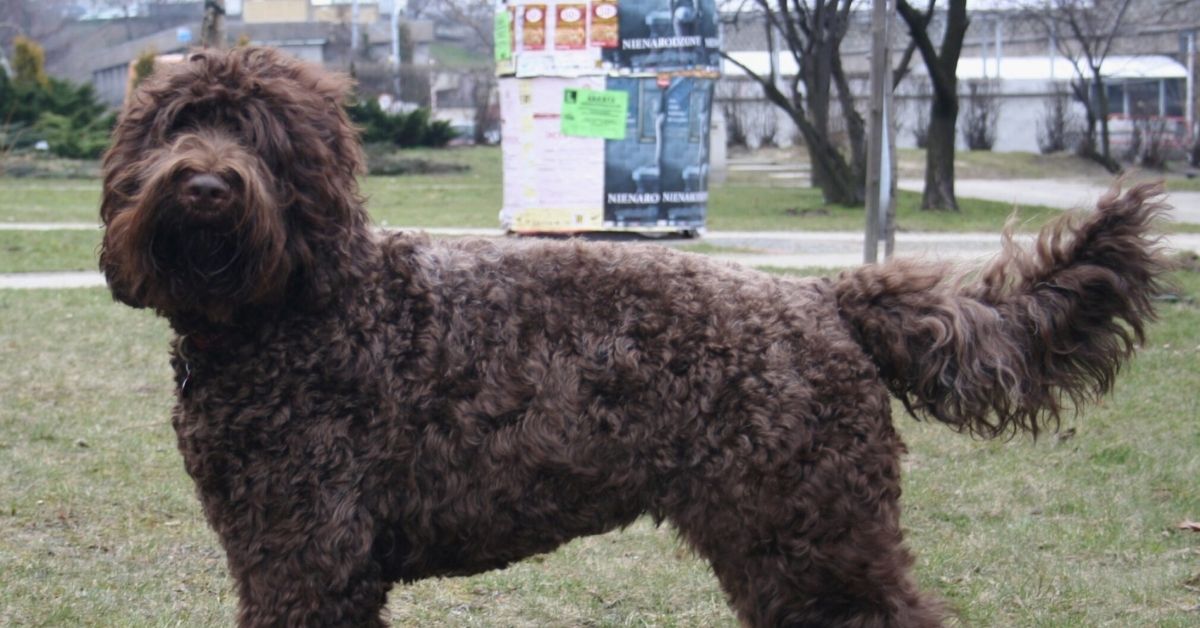 barbet pelo riccio