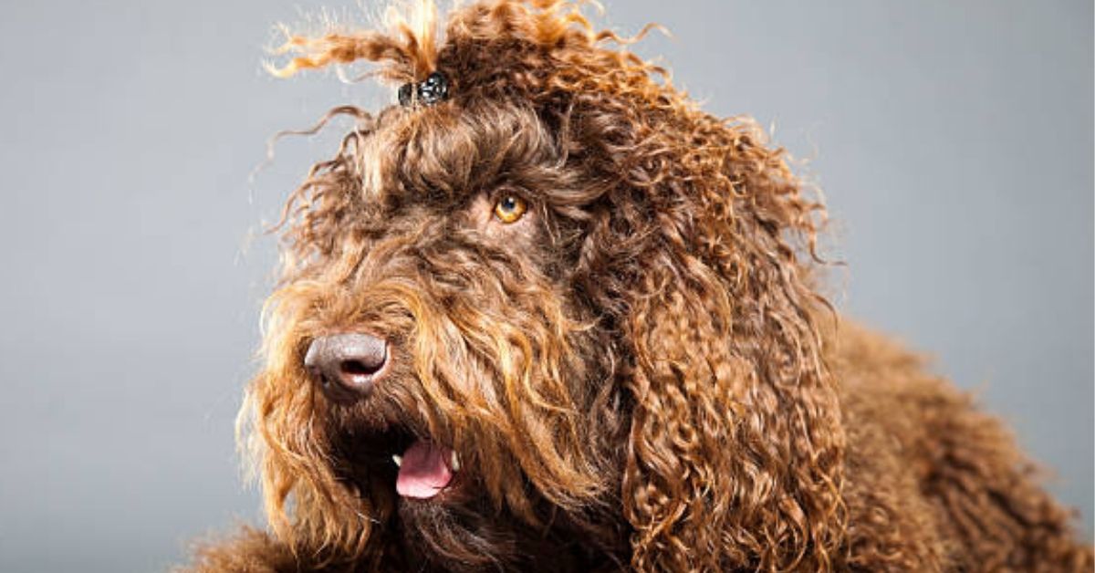 Barbet, utilizzo di questa razza di cane: dalle sue origini al giorno d’oggi