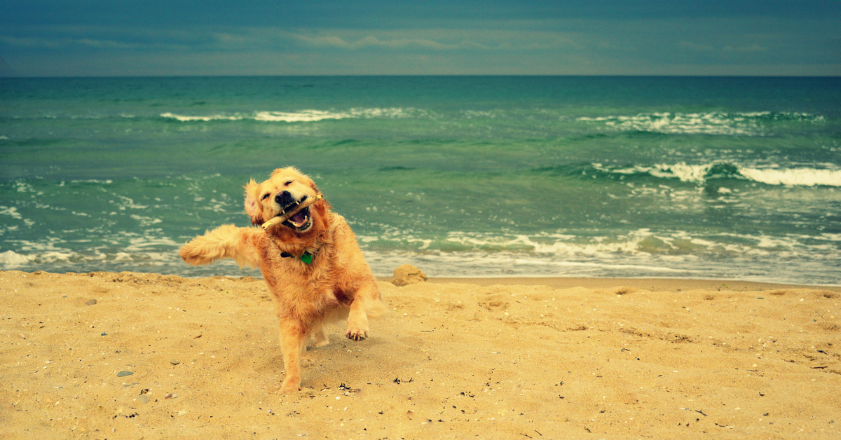 cane corre sul bagnasciuga