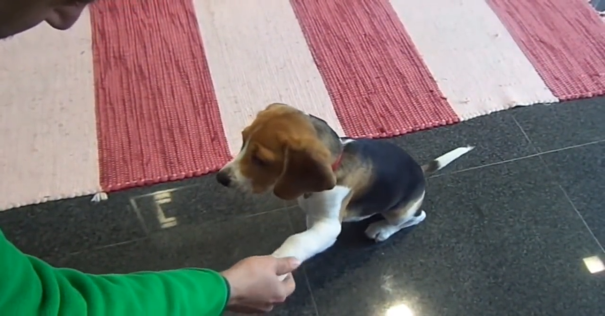 Il Beagle Boris aspetta di mangiare il suo pasto (VIDEO)