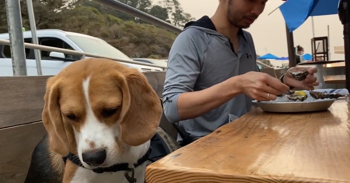Oliver, il beagle odia le ostriche e non lo nasconde (VIDEO)