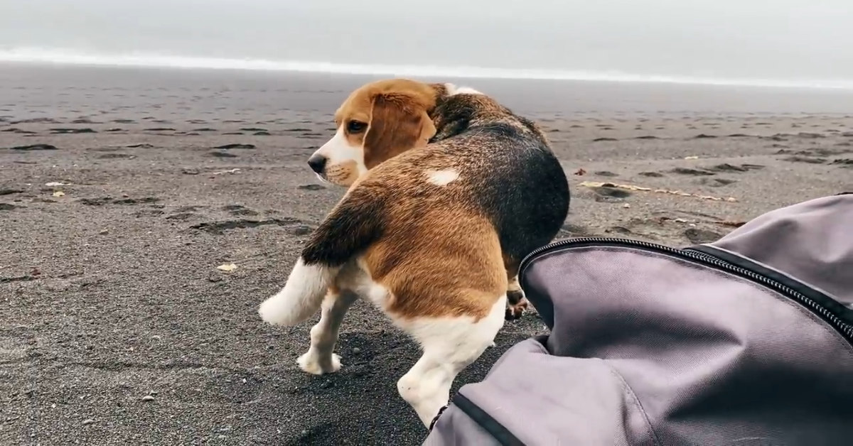 Il Beagle Oliver vede la nebbia per la prima volta (VIDEO)