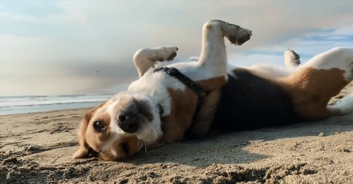 Questo dolce Beagle vede l’oceano per la prima volta (VIDEO)