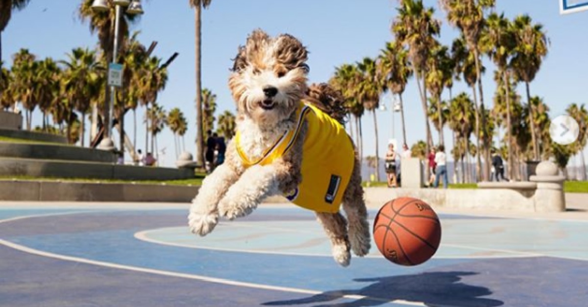 Benji, il cane di 35kg che gioca a basket col proprietario (VIDEO)