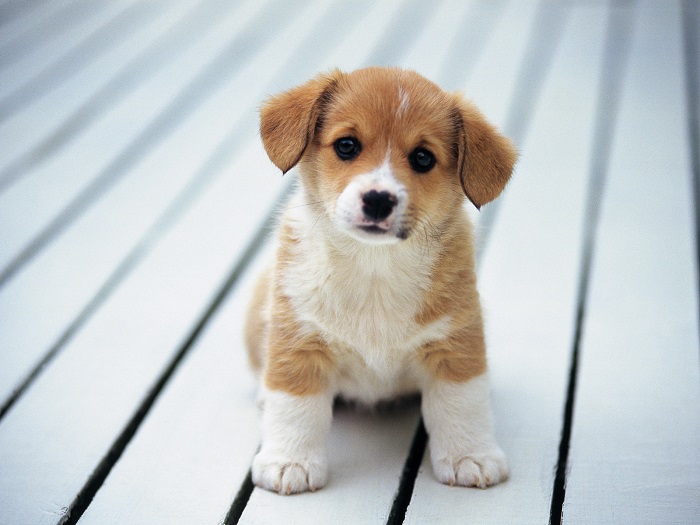 cagnolino cucciolo foto