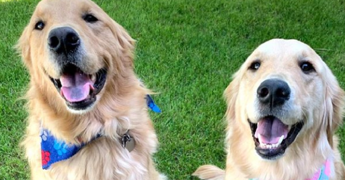 Boomer, il Golden Retriever conosce la sorella per la prima volta (VIDEO)