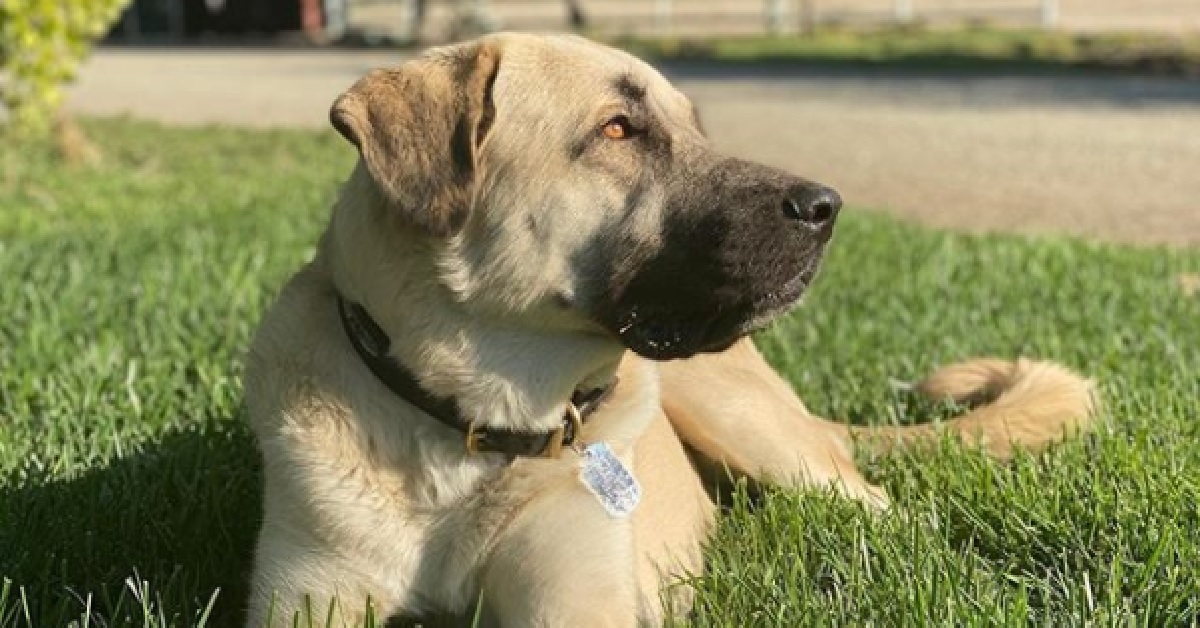 Brian, il cane ritrova fiducia grazie ad un cucciolo ed un cavallo (VIDEO)