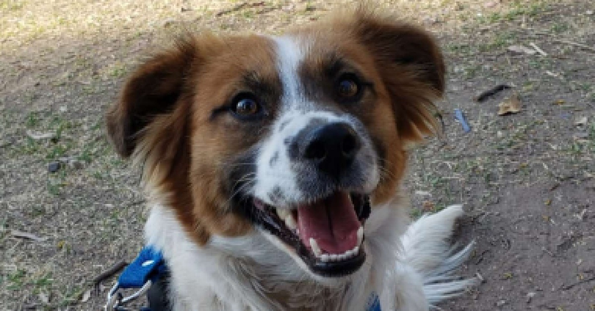 Bruno, il cagnolino al quale vietarono l’ingresso in casa (VIDEO)