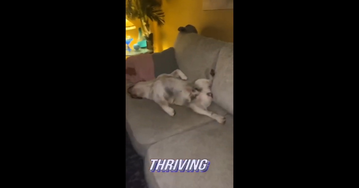 Bulldog dorme sul divano in modo molto comodo (VIDEO)