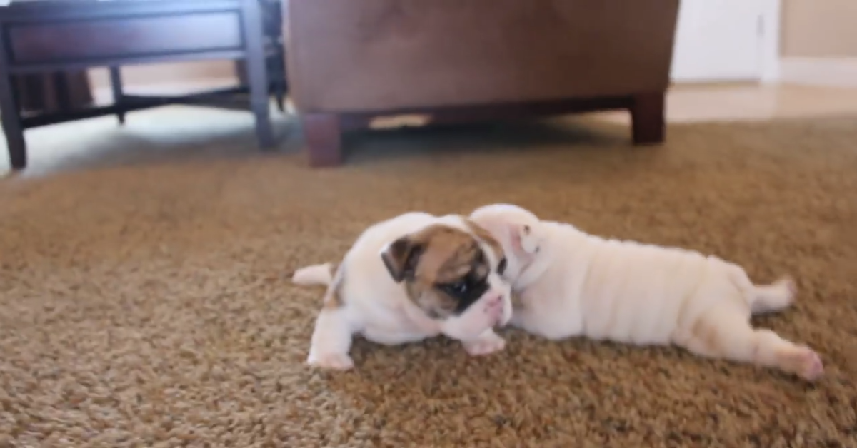 Splendidi cuccioli di bulldog imparano a camminare (VIDEO)