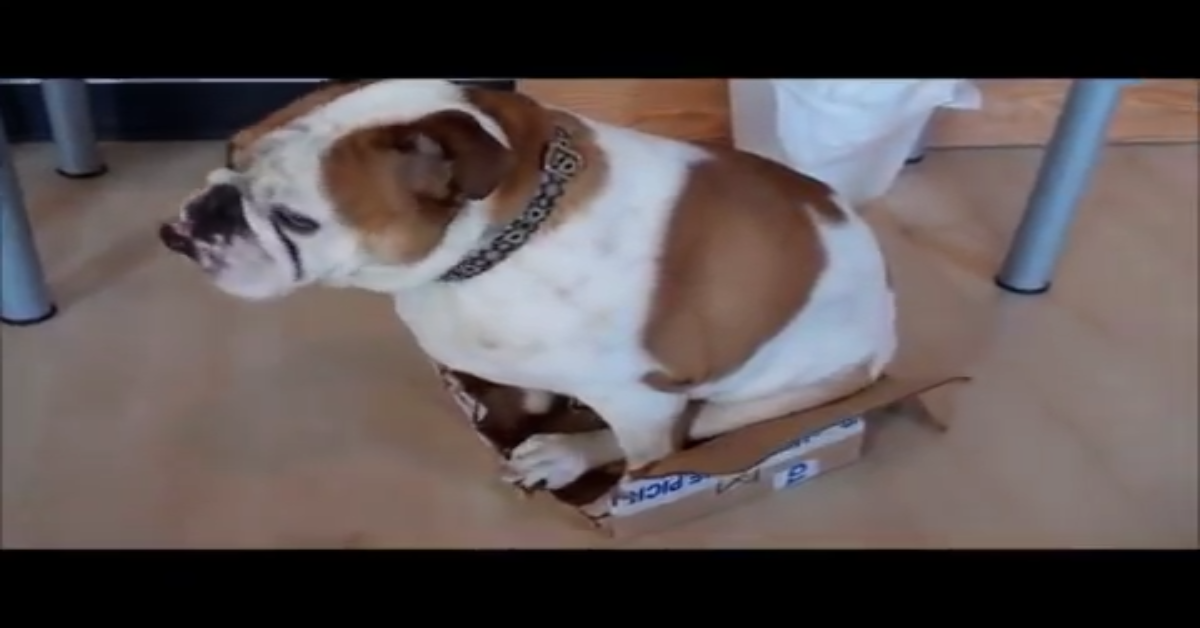 Bulldog vuole entrare in una scatola molto piccola per la sua stazza (VIDEO)
