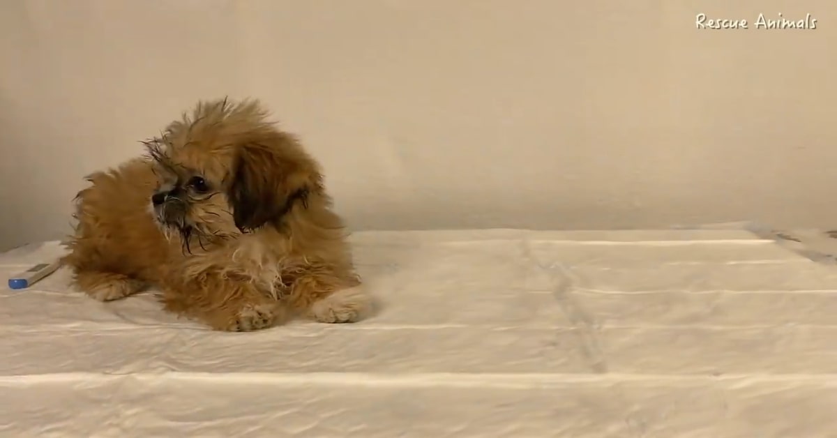 Un cagnolino abbandonato in una scatola è stato salvato (VIDEO)