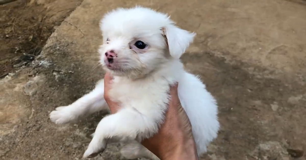 Un cagnolino chiede aiuto perché è stato abbandonato (VIDEO)