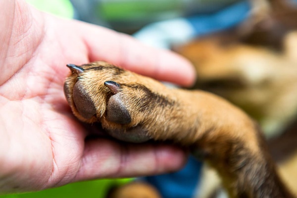 curare le zampe del cane