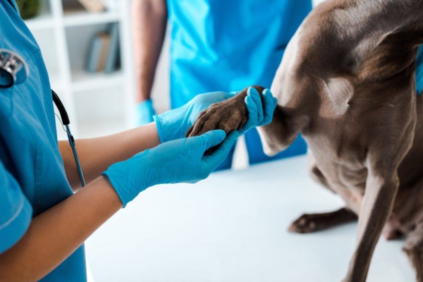 visita dal veterinario