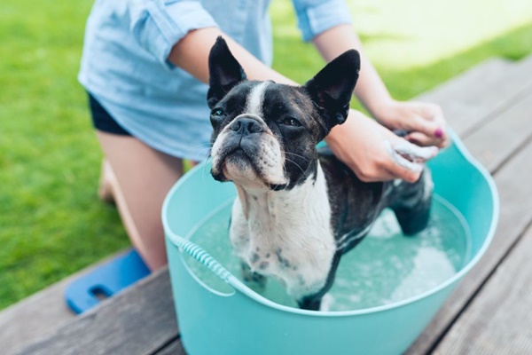 fare il bagnetto a un cane di piccola taglia