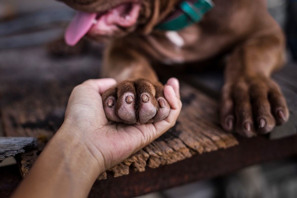 tenere il cane per la zampa