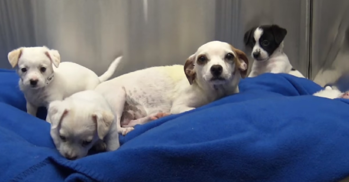 Candy, la cagnolina nascosta con i suoi cuccioli viene salvata (VIDEO)