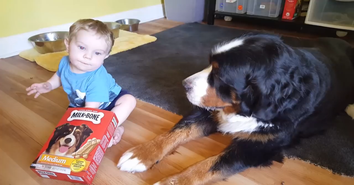 Questo cane Bernese mangia dalla mano del fratellino umano (VIDEO)