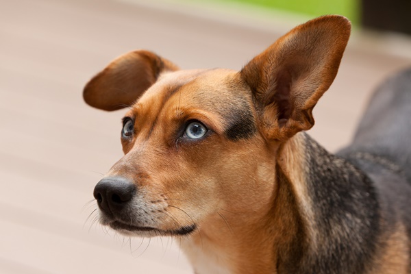 cane con un orecchio teso